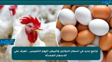 تراجع جديد في أسعار الدواجن والبيض اليوم الخميس.. تعرف على الأسعار المحدثة